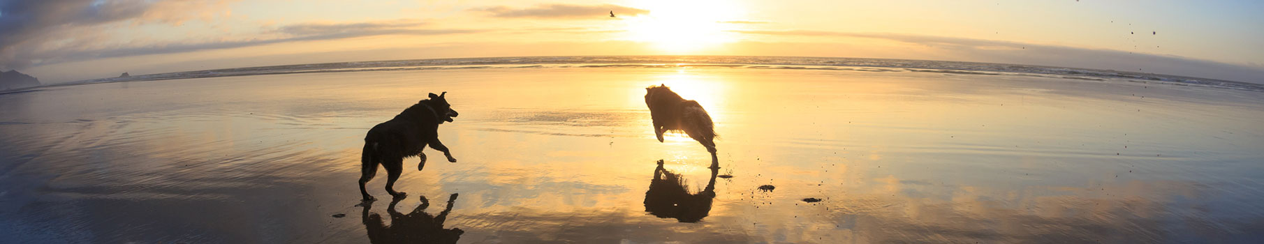 Understanding Euthanasia