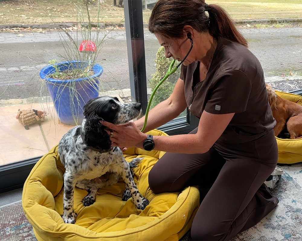 Calm Pawz vet Rebecca arriving at a home with her veterinary case